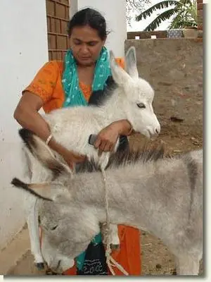 Mrs. Suman Bose, Founder of PKP Gaushala