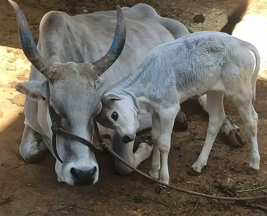 PKP Gaushala shelter