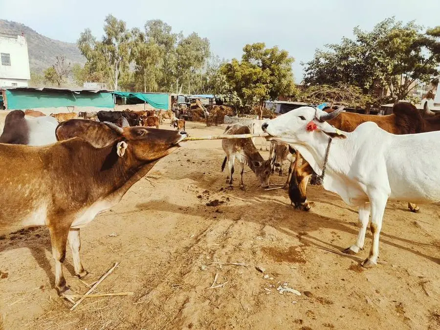 PKP Gaushala shelter