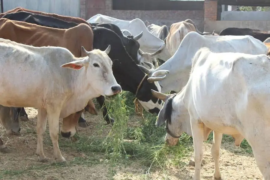 PKP Gaushala shelter